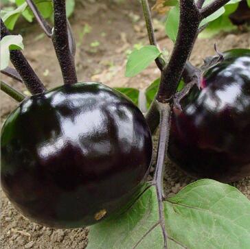 抚顺哪里卖嫁接茄子苗,海城育黑油亮长茄种苗厂2026