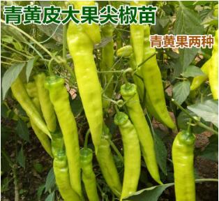 新乡专业育苗厂,淇县螺丝椒苗\薄皮辣椒苗2026