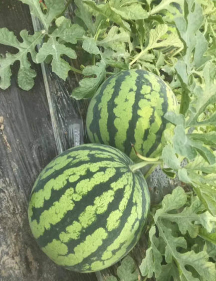 涞源育美都西瓜苗厂,定兴嫁接西瓜苗甜王、红玉、2k