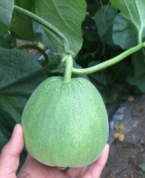 徐州育绿宝甜瓜苗厂,邳州羊角蜜甜瓜嫁接苗2026